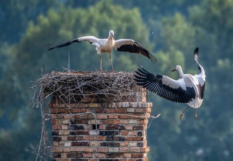 Expert Chimney Animal Removal in Halethorpe, MD Professional Chimney Animal Removal Services in Halethorpe, Maryland