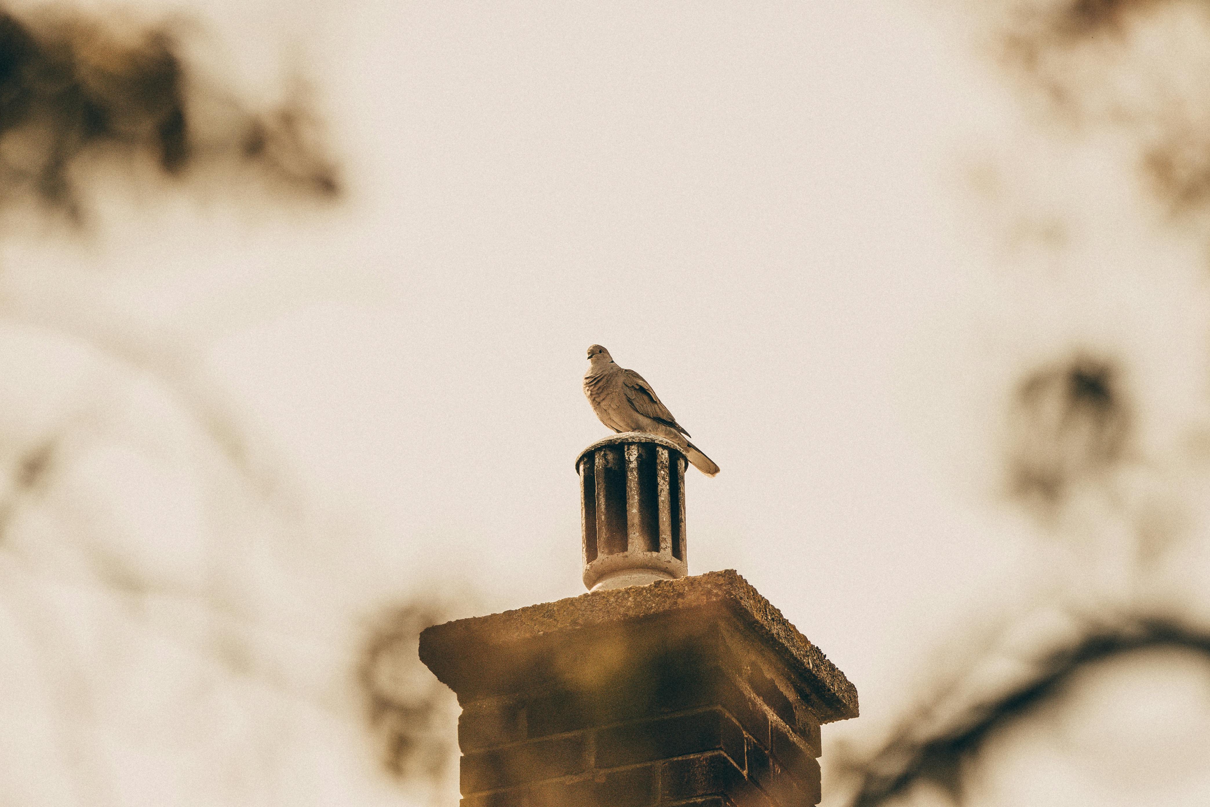Quality Chimney Caps and Dampers Installation in Halethorpe, MD Professional Chimney Cap and Damper In Halethorpe Maryland